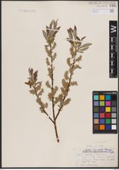 Foto von Salix candida Flüggé ex Willd.